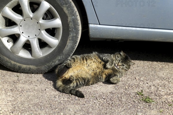 Cat laying under Car