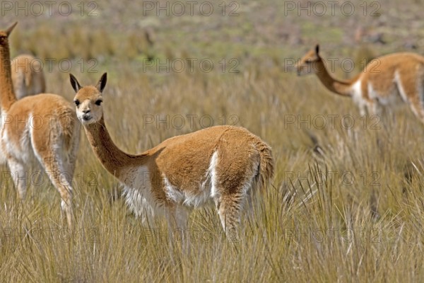 Vicuna (vicugna vicugna), Pampas Galeras Reserve in Peru