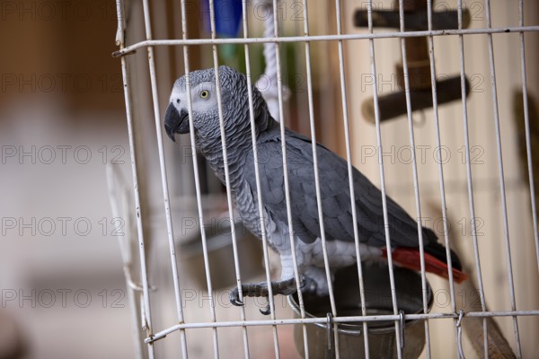 African Grey Parrot (psittacus erithacus), Adult standing in Cage