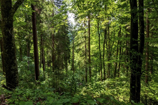 Dense mixed forest, near Schoberstein near Molln, Upper Austria, Austria, Europe