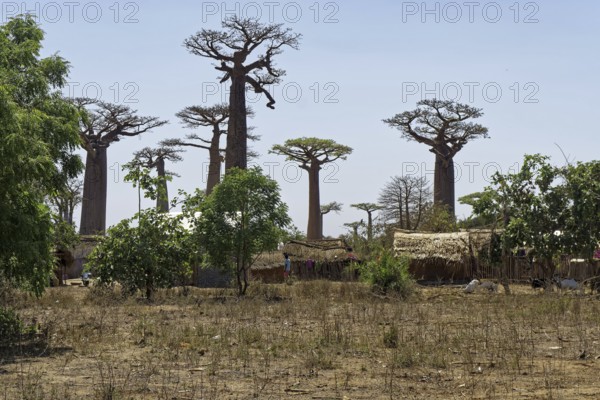 Baobab Avenue, African baobab (adansonia digitata), Madagascar, Africa