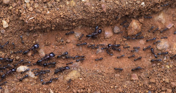 Ants, Masai Mara Park in Kenya