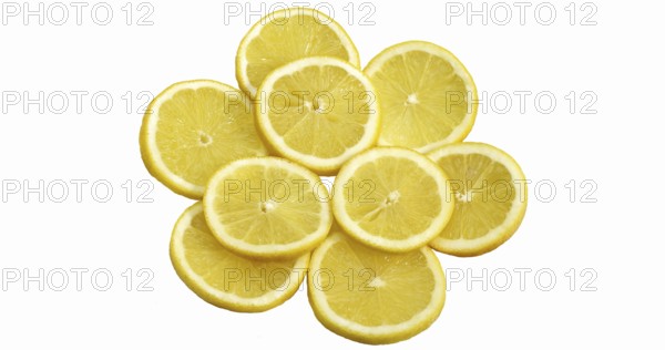 Yellow Lemon, citrus limonum against White Background