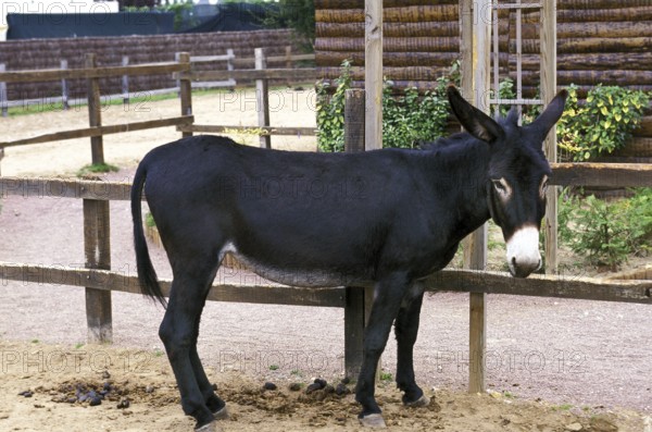 French donkey breed called Grand Noir du Berry