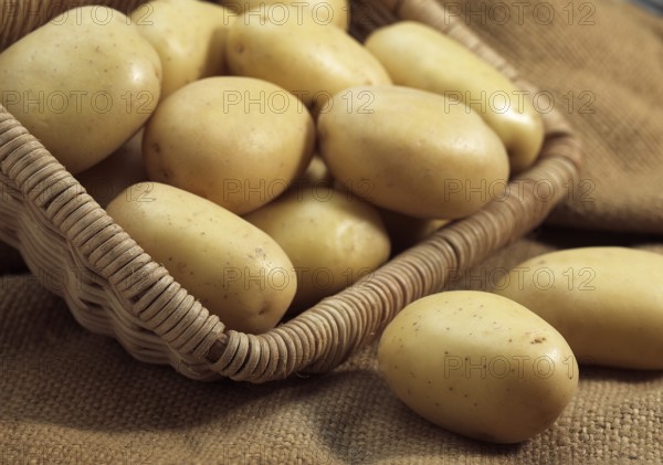 Mona Lisa Potato (Solanum tuberosum), Vegetables in Basket
