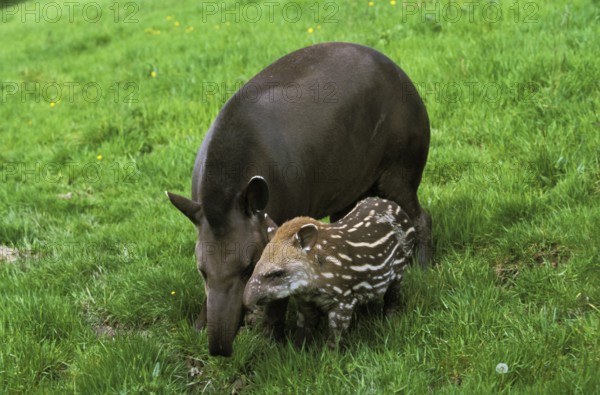 Lowland Tapir (tapirus terrestris), Female with Calf