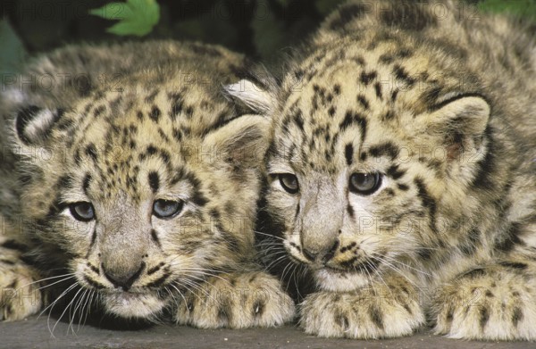 SNOW LEOPARD OR OUNCE uncia uncia, CUB LAYING DOWN