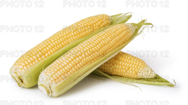 corn isolated on a white background