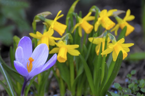 Crocus with daffodils in the garden, yellow daffodil (Narcissus pseudonarcissus), daffodil,