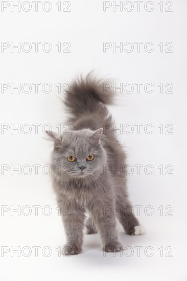 British longhair cat, blue-white, Highlander, Lowlander, Britanica, BLH
