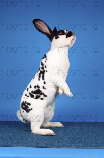 Dalmatian Rex Rabbit, Domestic Rabbit
