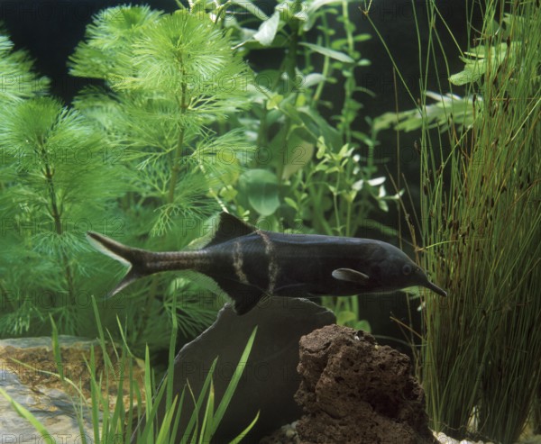 Elephant Nose Fish (gnathonemus petersii), Aquarium Fish