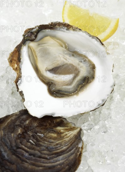 French oyster called Belon, fresh seafood on ice