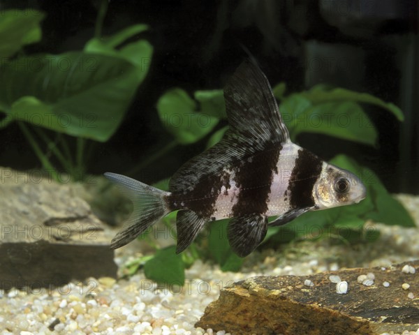 Freshwater Batfish or Chinese Sucker (myxocyprinus asiaticus), Aquarium fish