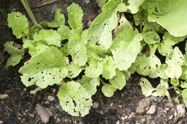 Radish (Raphanus sativus var. sativus), leaves with signs of feeding by pests, earth flea, cabbage