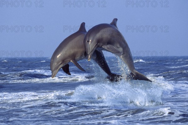 Bottlenose Dolphins (Tursiops truncatus)