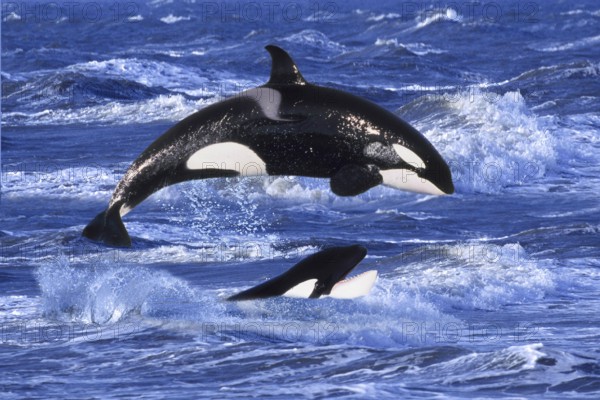 Orcas (Orcinus orca), Schwertwale, seitlich, side, Orka