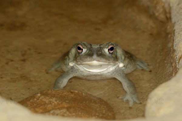 Colorado River Toad (Bufo alvarius), Sonoran Desert Toad