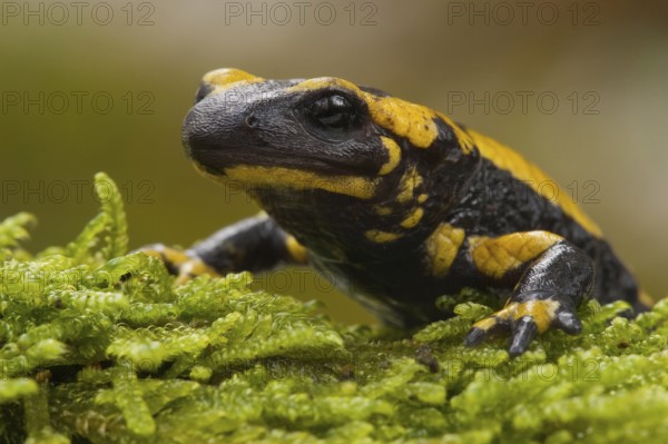 Fire salamander (Salamandra salamandra) Rhineland-Palatinate, Germany, Europe
