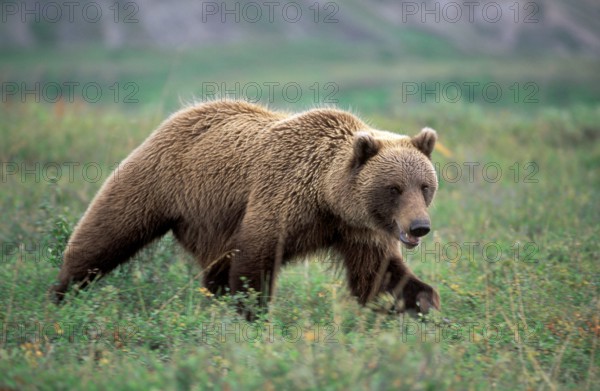 Grizzly bear (Ursus arctos horribilis), Mount McKinley National Park, Alaska, Grizzly bear, USA,