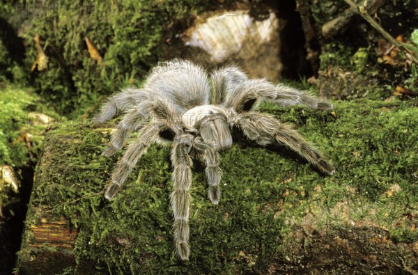 Spider, theraphosa sp, Specy from South America