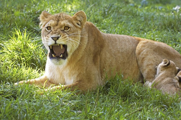 AFRICAN LION (panthera leo), FEMALE GROWLING WITH BABY