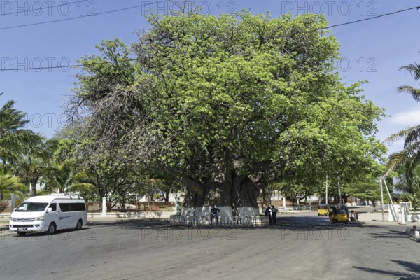 African baobab (adansonia digitata), around 1000 years old, Mahajanga, Madagascar, Africa
