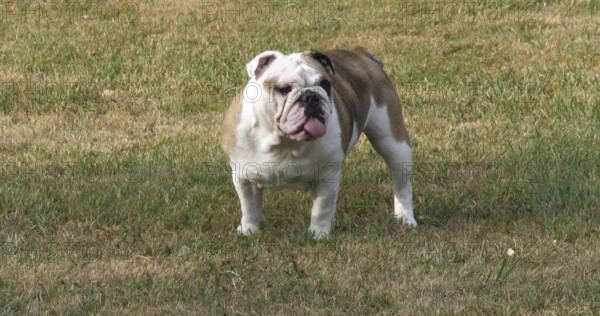 English Bulldog, Female on the Lawn, Normandy