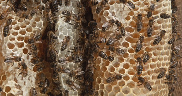 European Honey bee (Apis mellifera), Bees working on a Wild Ray, Natural Brood, Normandy