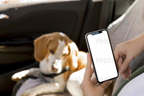 Person holding mobile phone blurred dog background
