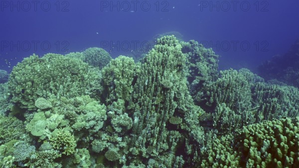 Hard corals colony Porites, tropical fish swim above top of coral reef in sun rays, Red sea,