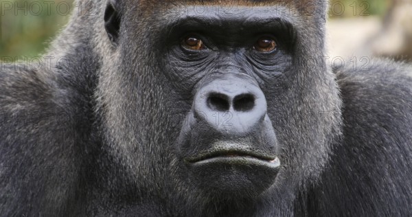 Eastern Lowland Gorilla (gorilla gorilla) graueri, Portrait of Male
