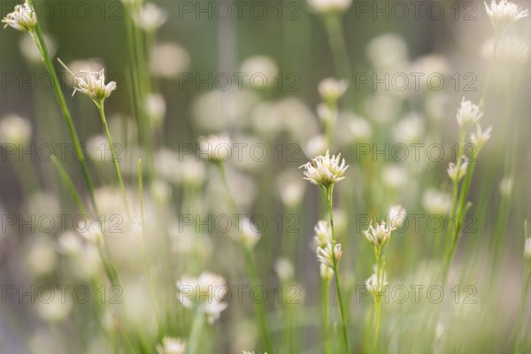 White beak-sedge (Rhynchospora alba), many flowers in a bog, Emsland, Lower Saxony, Germany, Europe
