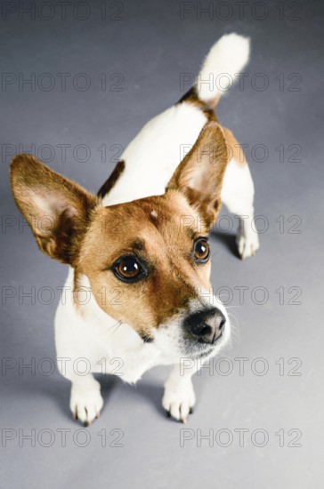 Jack Russell Terrier Portrait on a grey studio background