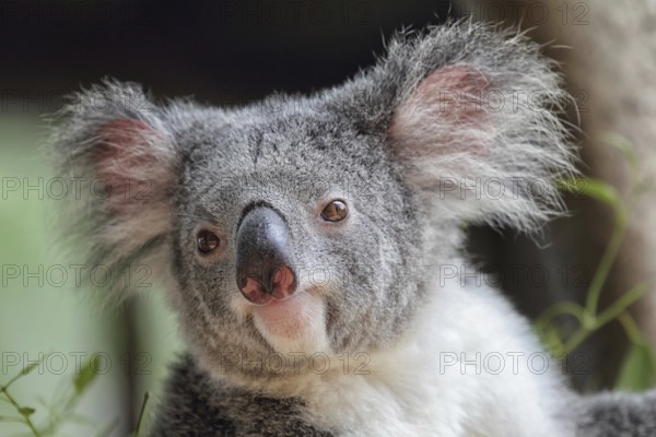 Koala (Phascolarctos cinereus) in Queensland, Australia, Oceania