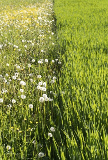 vertical view of a field of young wheat crop growing fast next to a wildflower meadow