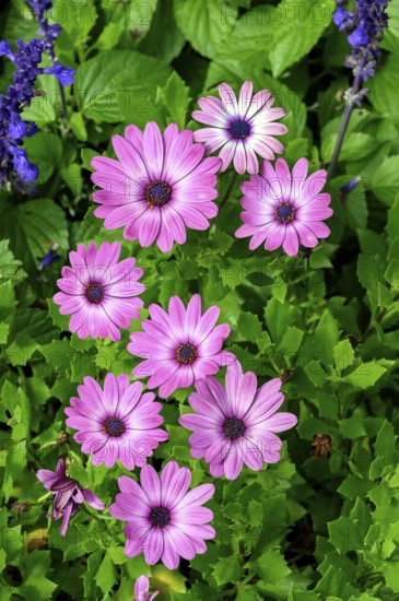 Colourful marguerites (Leucanthemum), Allgäu, Bavaria, Germany, Europe