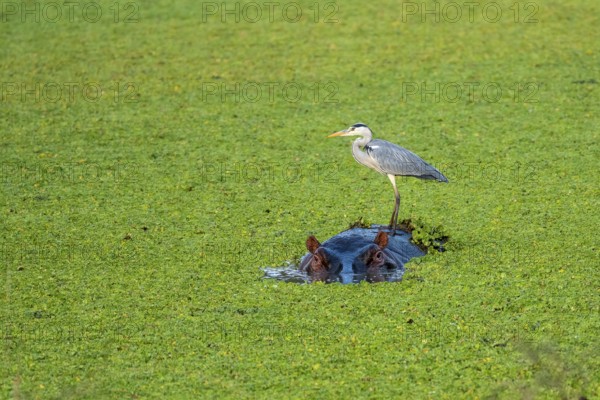 Grey heron (Ardea cinerea), hippo (Hippopotamus amphibius), water cabbage (Pistia stratiotes),