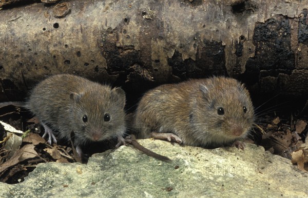 BANK VOLE (clethrionomys glareolus), FRANCE