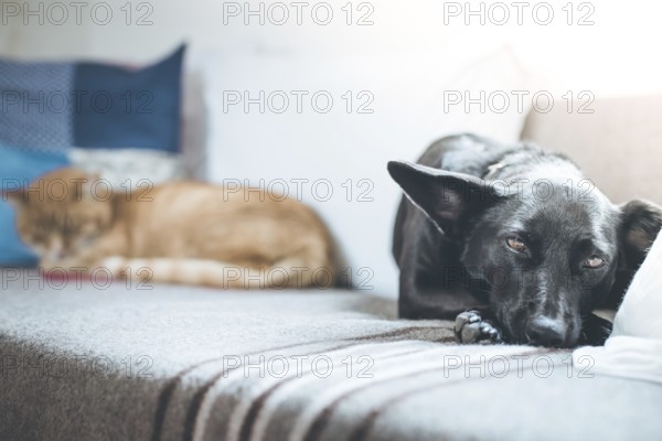 Cute black little dog and tabby cat are relaxing on the sofa at home