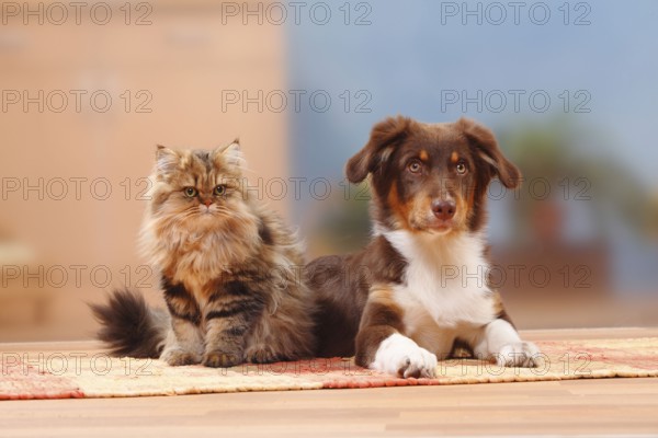 Australian Shepherd, red-tri, 5 months, puppy, and British Longhair, British Longhair Cat,
