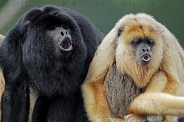 Black howler (Alouatta caraya), male and female with young, roaring