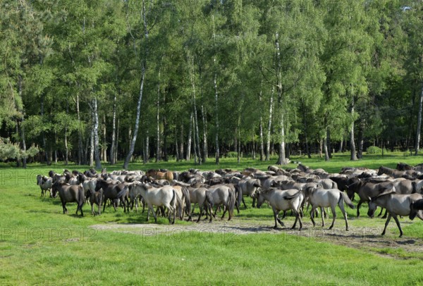 Wild horses, herd, nature reserve Merfelder Bruch in Dülmen, Münsterland, North Rhine-Westphalia,