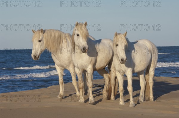Camargue horses, Bouches du Rhone, Camargue, South of France, Camargue horse, Grey horse