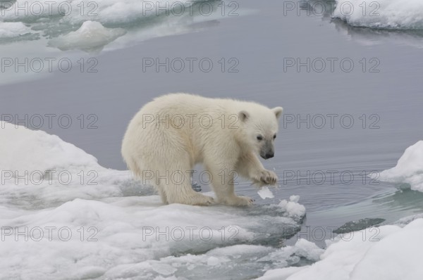 Polar bear (Thalassarctos maritimus), young playing with ice chunks, Spitsbergen, Svalbard