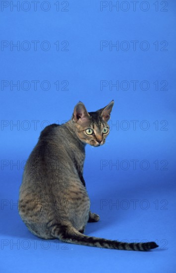 Devon Rex Cat