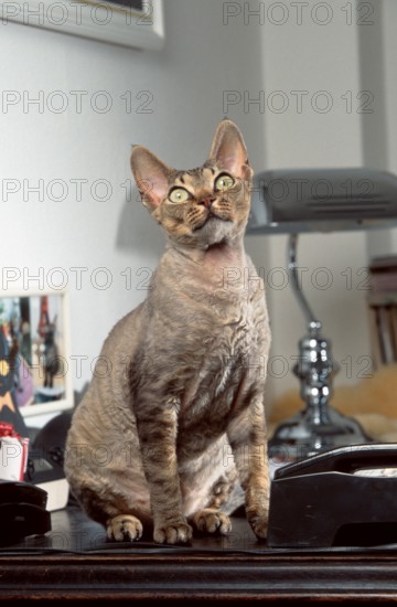 Devon Rex Cat
