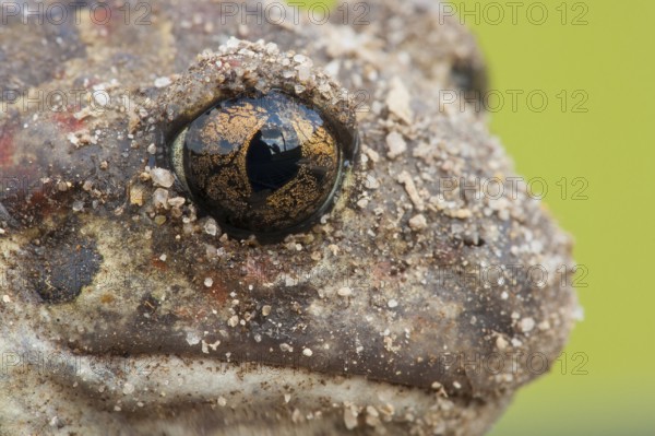 Common spadefoot (Pelobates fuscus) Rhineland-Palatinate, Germany, Europe
