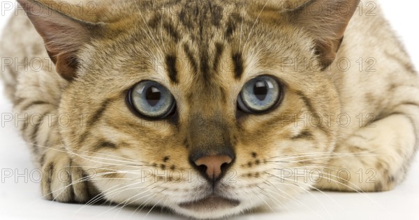 Seal Mink Tabby Bengale Male Domestic Cat against White Background
