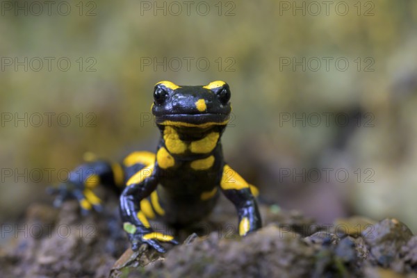 Fire salamander (Salamandra salamandra), Hesse, Germany, Europe